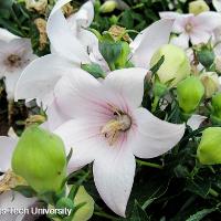 Platycodon grandiflorus (Balloon Flower)