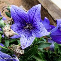 Platycodon grandiflorus (Balloon Flower)