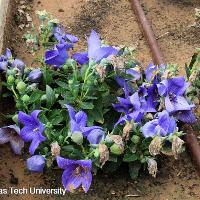 Platycodon grandiflorus (Balloon Flower)