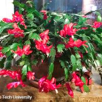 Schlumbergia truncatus (Christmas Cactus)