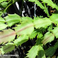 Schlumbergia truncatus (Christmas Cactus)