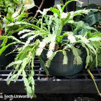 Schlumbergia truncatus (Christmas Cactus)