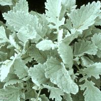 Senecio cineraria (Dusty Miller)