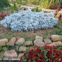 Senecio cineraria (Dusty Miller)