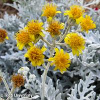 Senecio cineraria (Dusty Miller)