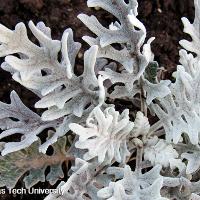 Senecio cineraria (Dusty Miller)