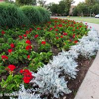 Senecio cineraria (Dusty Miller)