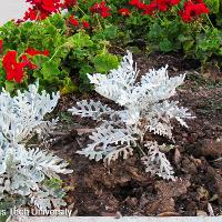 Senecio cineraria (Dusty Miller)