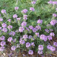 Glandularia bipinnatifida (Prairie Verbena)