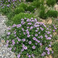 Glandularia bipinnatifida (Prairie Verbena)