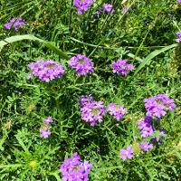 Glandularia bipinnatifida (Prairie Verbena)