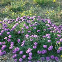 Glandularia bipinnatifida (Prairie Verbena)