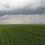 Cotton field