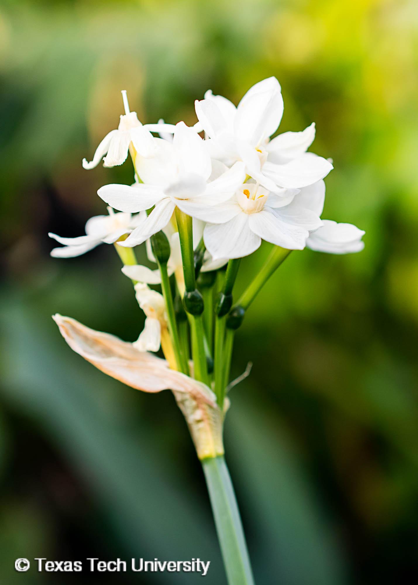 Paperwhite Narcissus