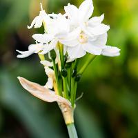 Narcissus papyraceus 'Ziva' (Paperwhites)