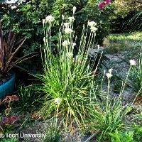 Allium tuberosum (Garlic Chives)