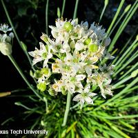 Allium tuberosum (Garlic Chives)