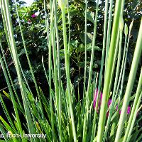 Allium tuberosum (Garlic Chives)