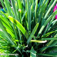 Allium tuberosum (Garlic Chives)