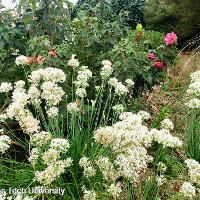 Allium tuberosum (Garlic Chives)