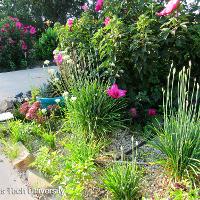 Allium tuberosum (Garlic Chives)