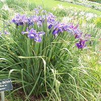Iris x hollandica (Dutch Iris)