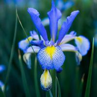 Iris x hollandica (Dutch Iris)
