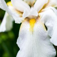 Iris x hollandica (Dutch Iris)