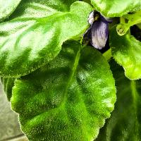Saintpaulia ionantha (African Violet)