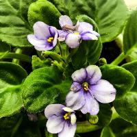 Saintpaulia ionantha (African Violet)