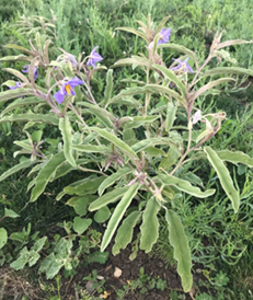 silverleaf nightshade