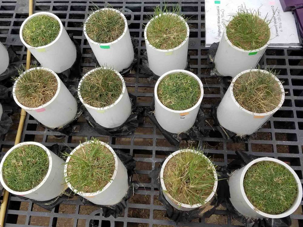 Evaluating Grasses