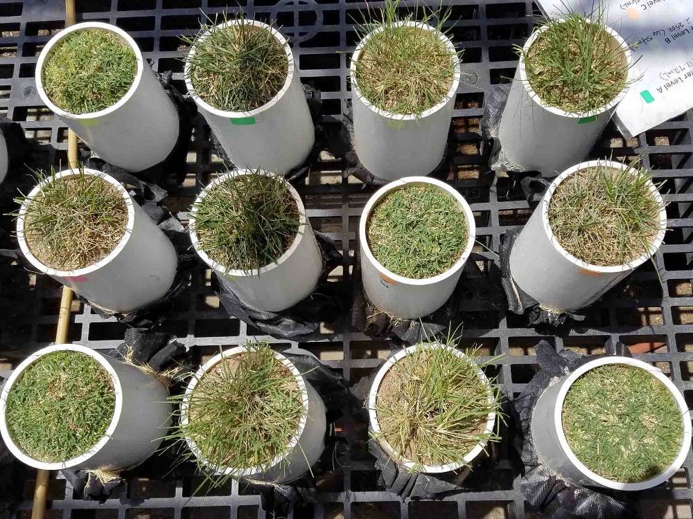 Evaluating Grasses