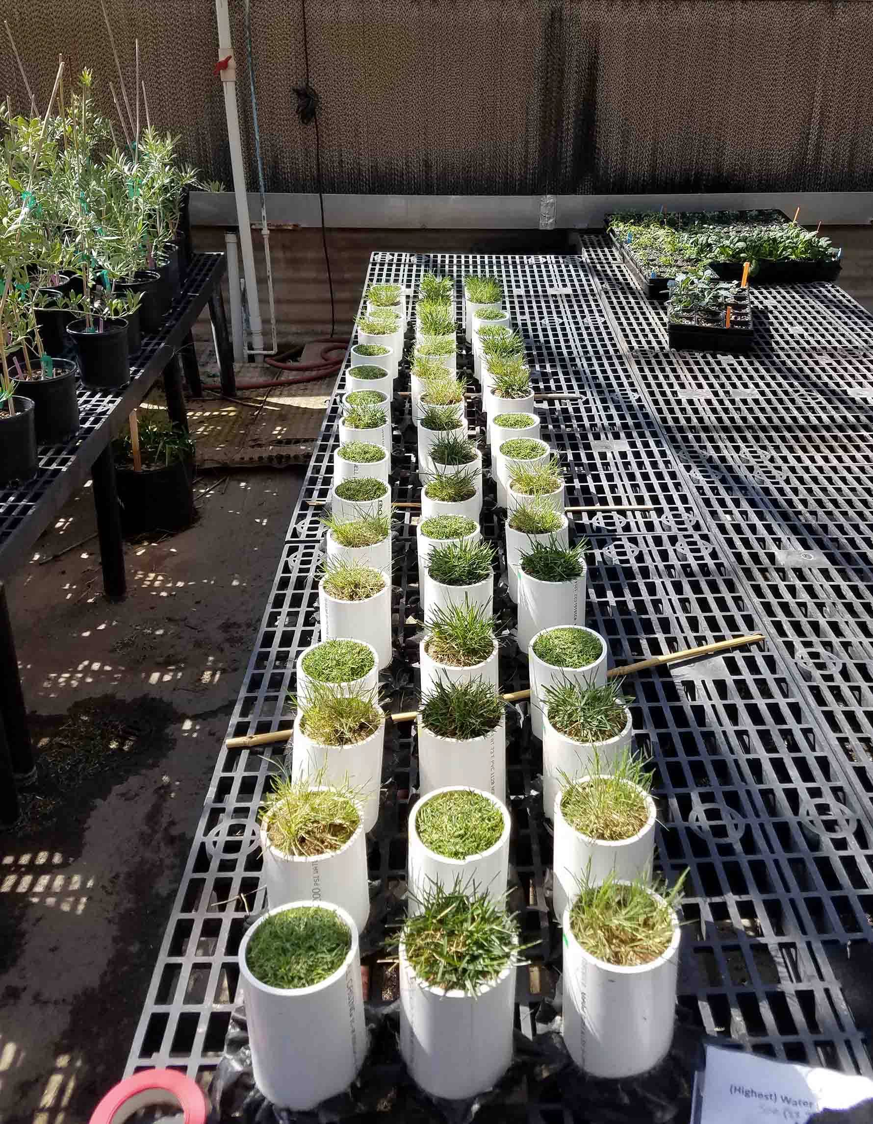 Evaluating Grasses