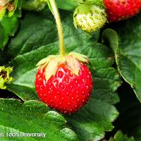 Texas strawberry profitability study