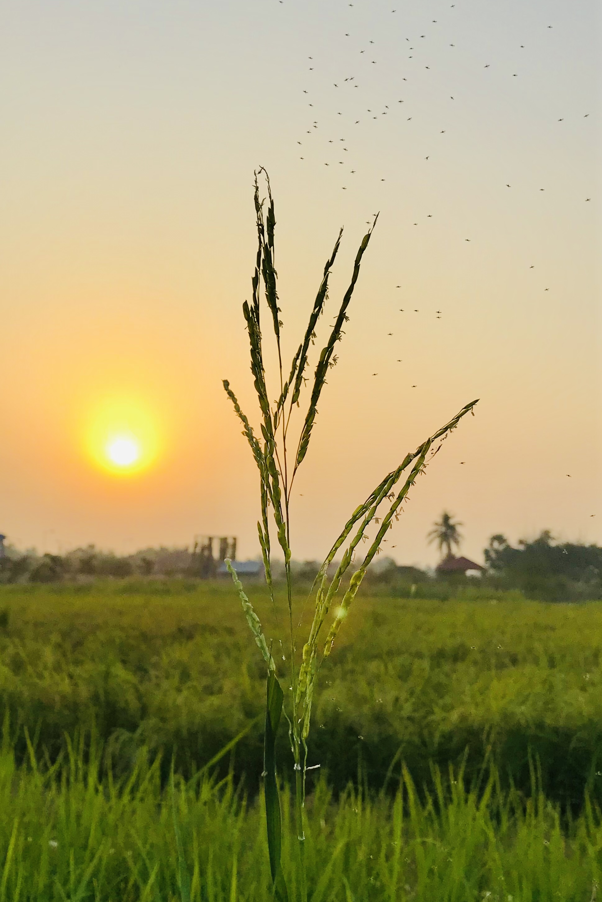 Swarupa Mandal - System of Rice Intensification