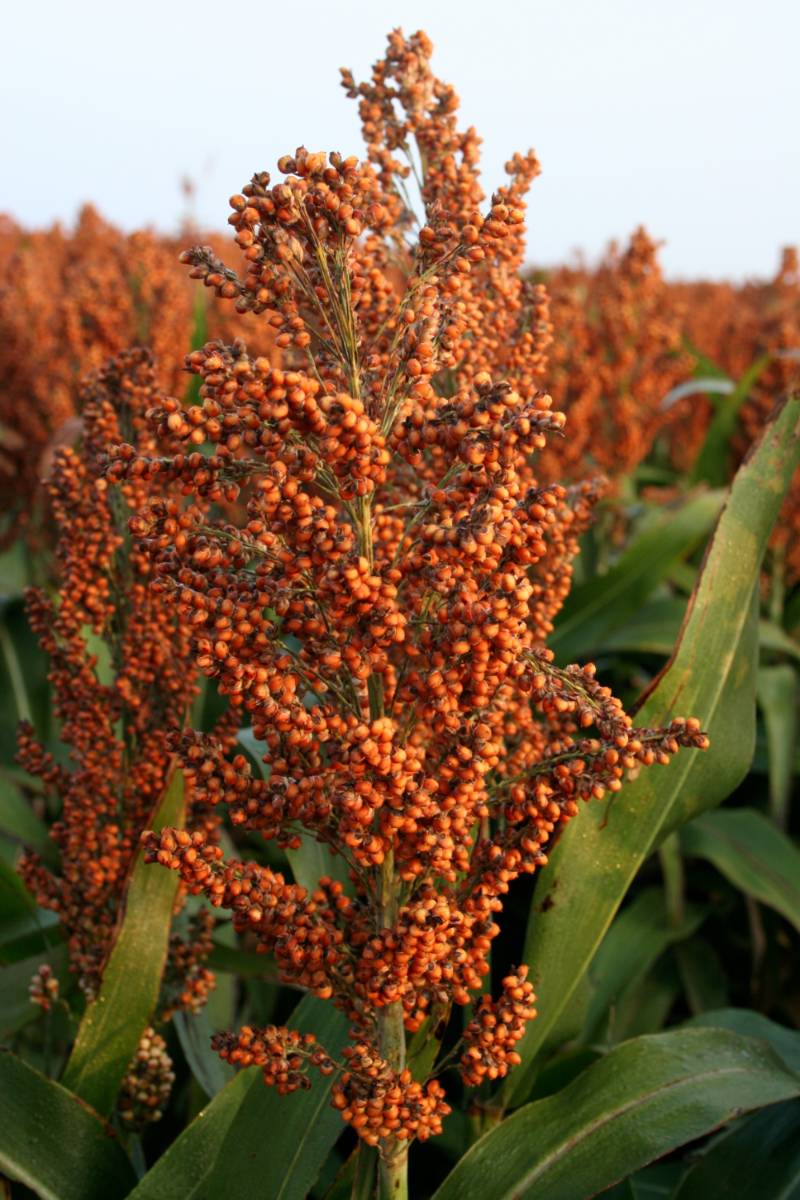 Texas Tech Taking Lead in $1.6M Sorghum Project