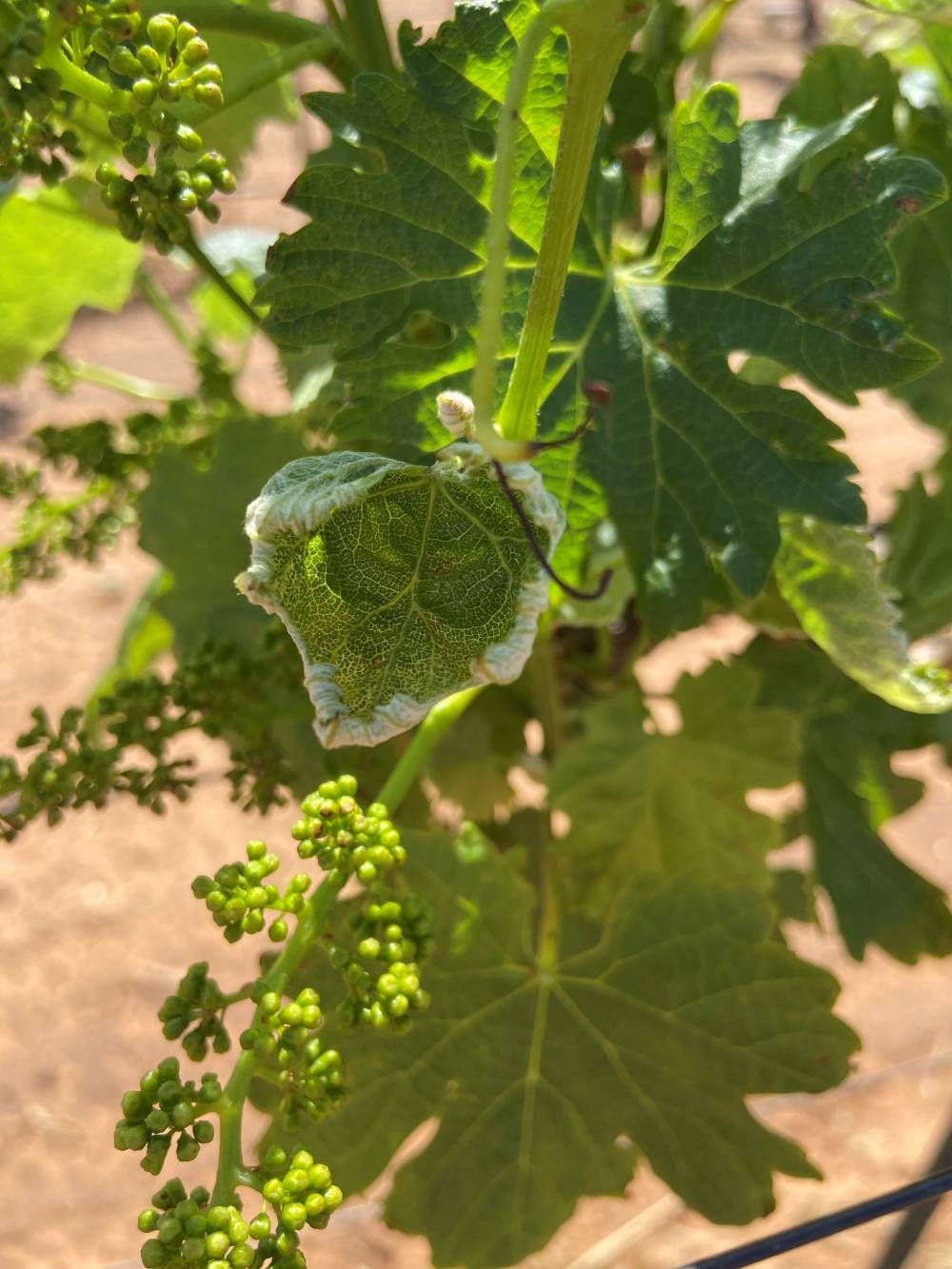 grape leaf with dicamba damage