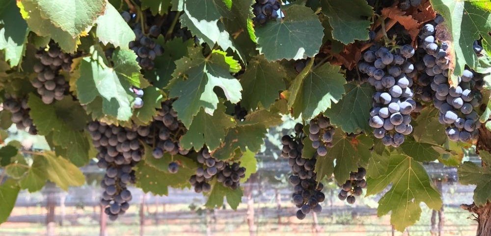 PSS researchers developing novel method to help High Plains growers protect their vineyards