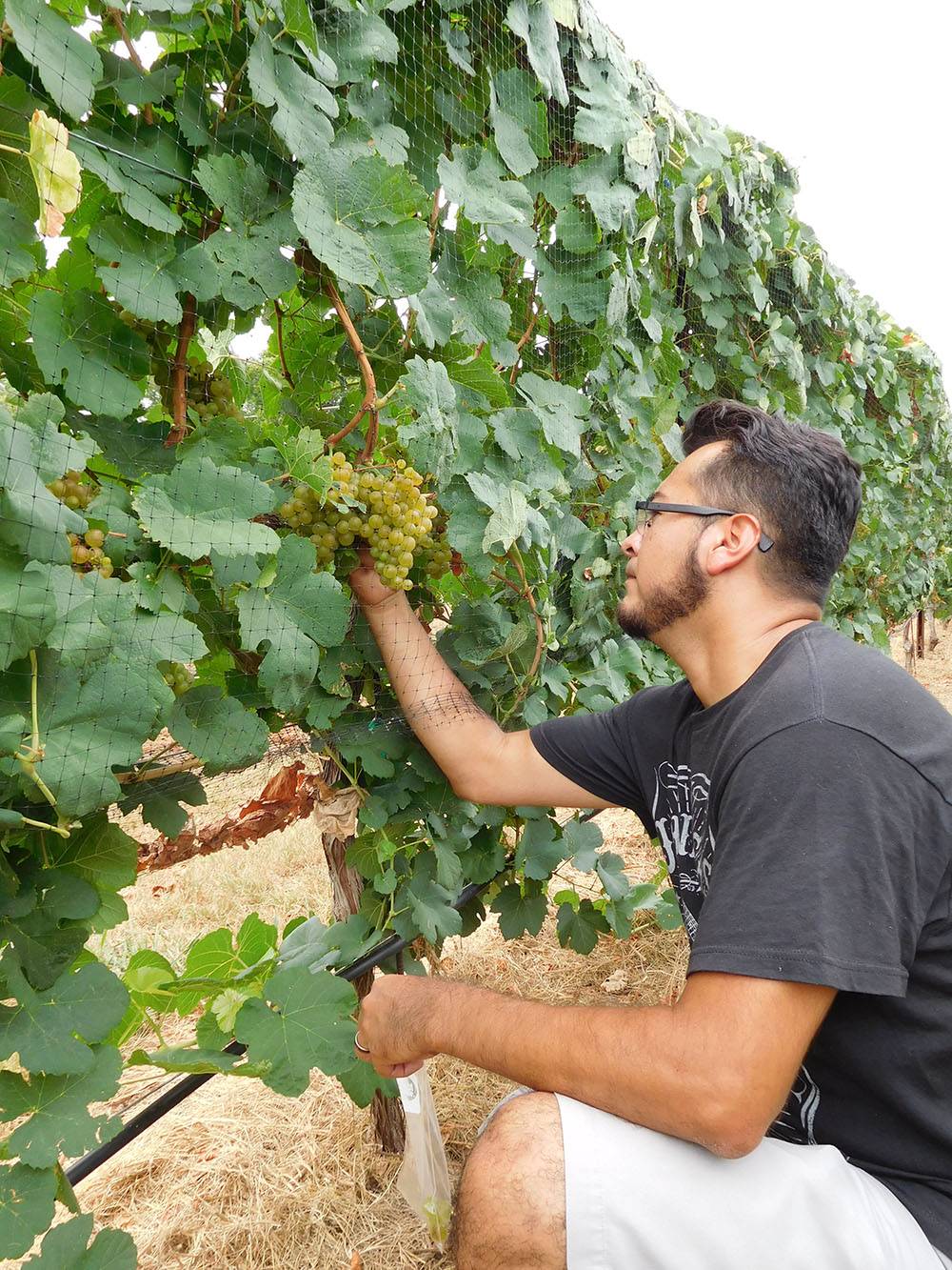 PSS Viticulture Certificate Program application window opens June 1