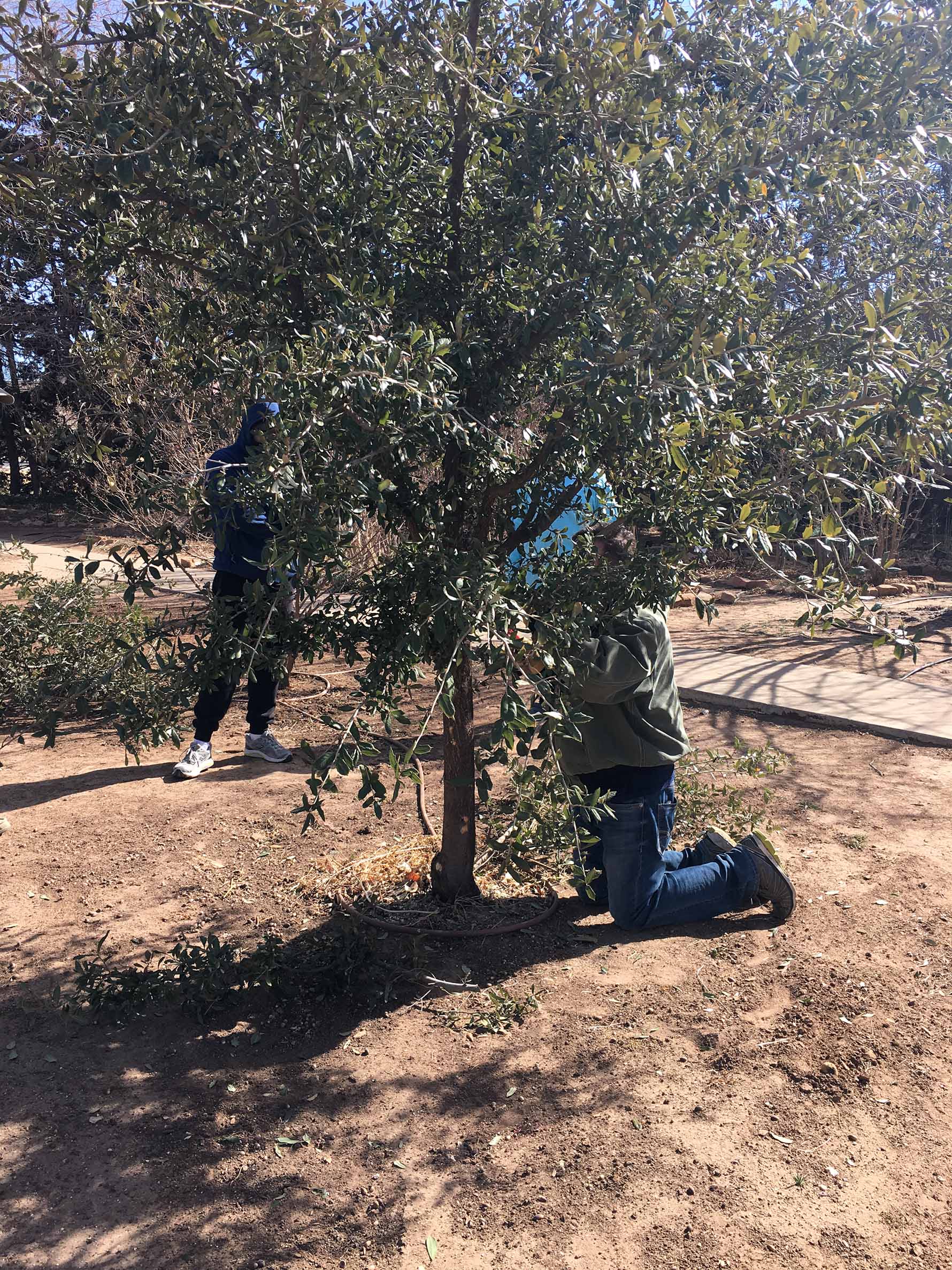 Pruning demonstration on a young live oak