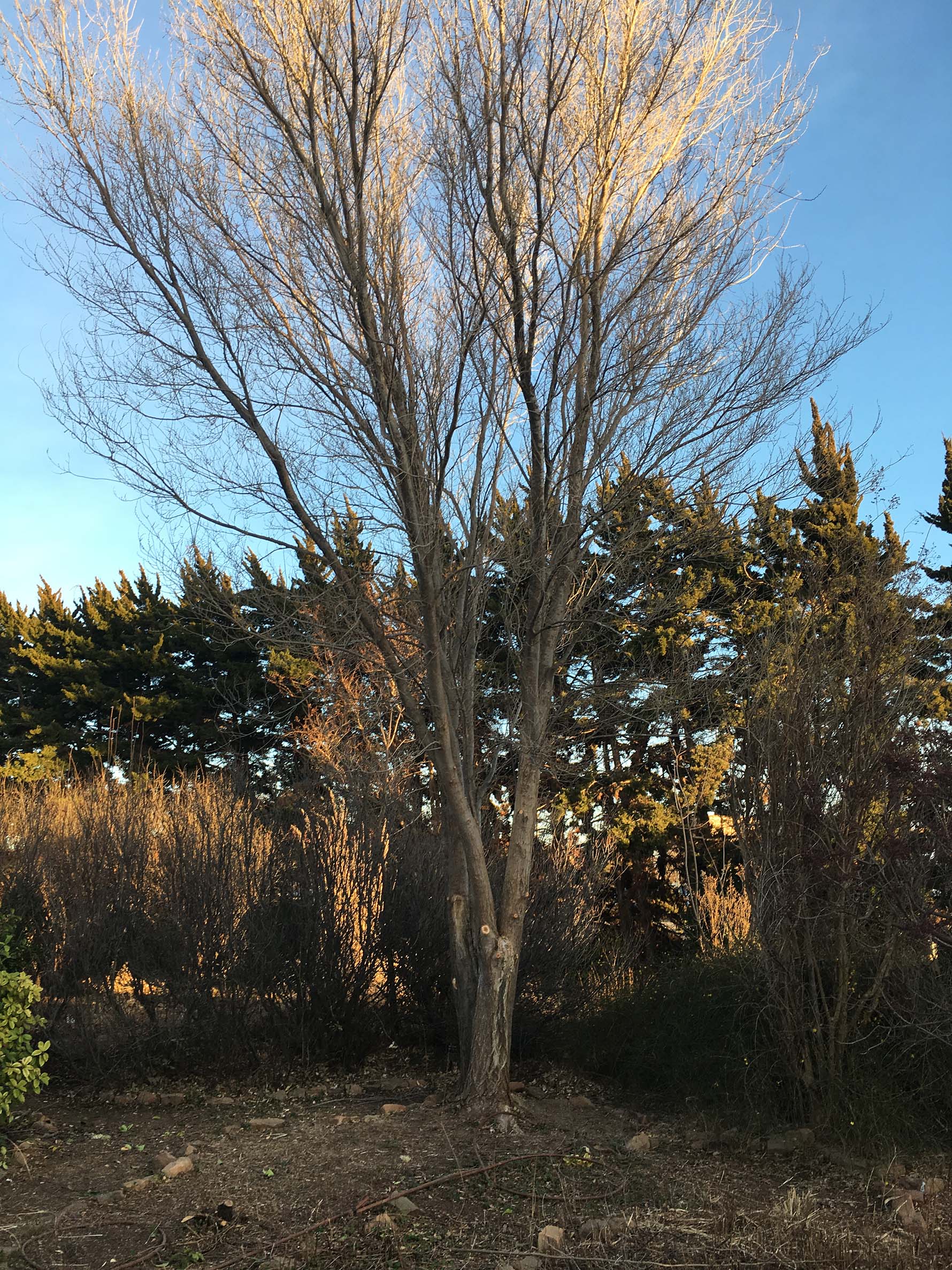 Elm tree after raising the canopy