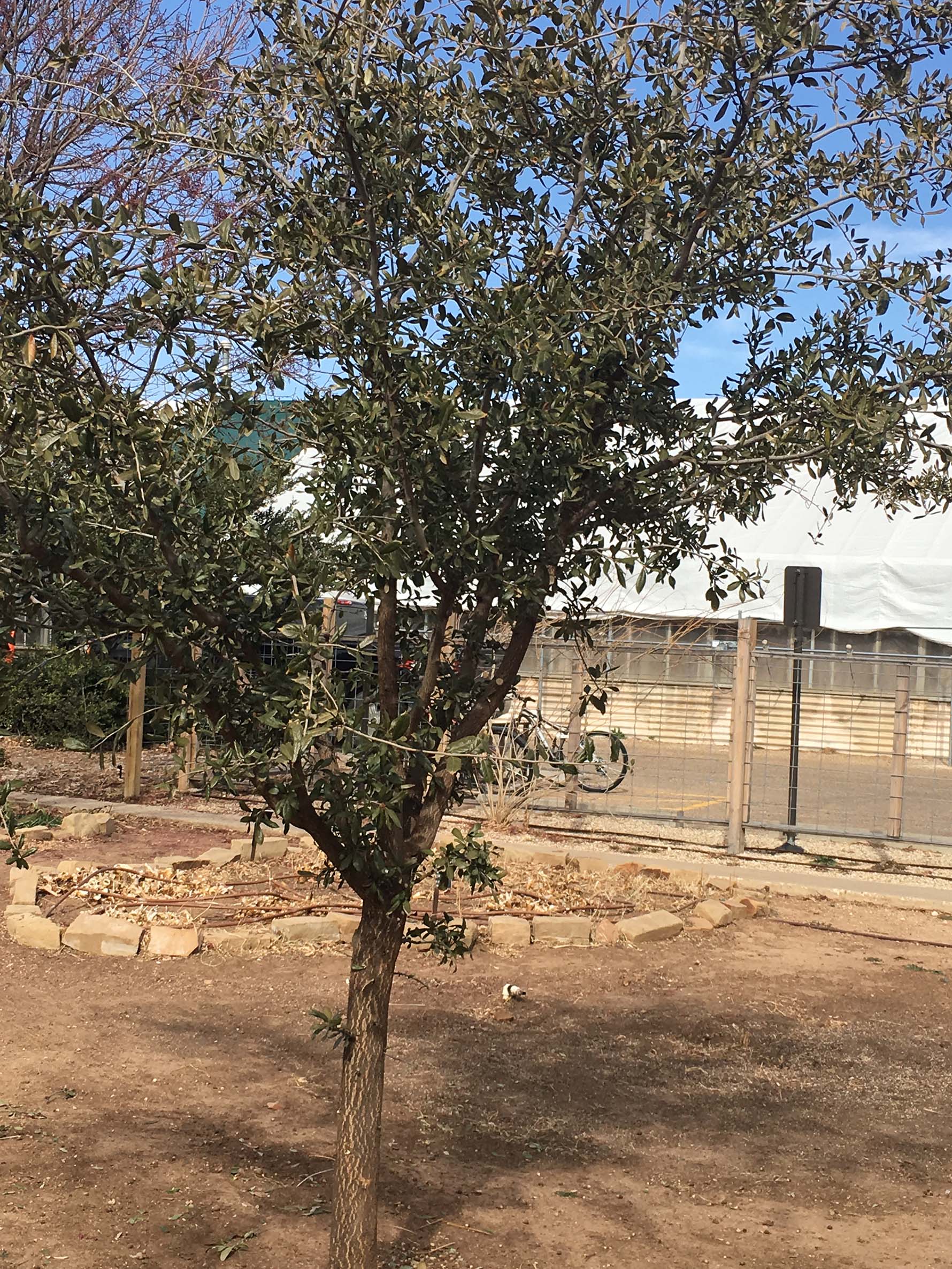Live oak after initial pruning