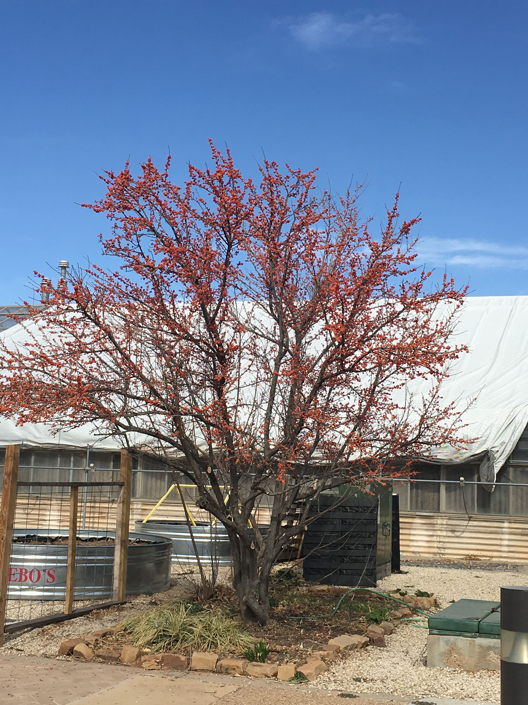 Deciduous holly after pruning