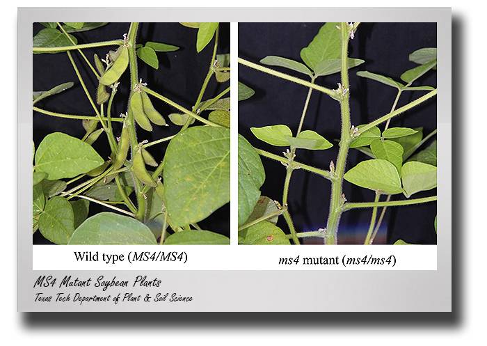 MS4 Mutant Soybean Plants