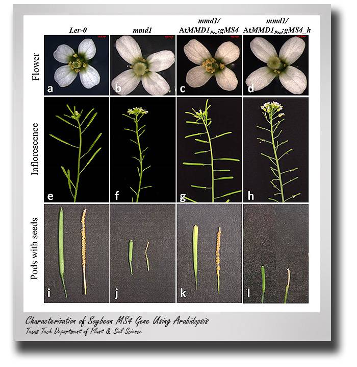 Characterization of Soybean MS4 Gene Using Arabidopsis