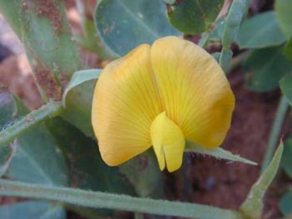 peanut flower