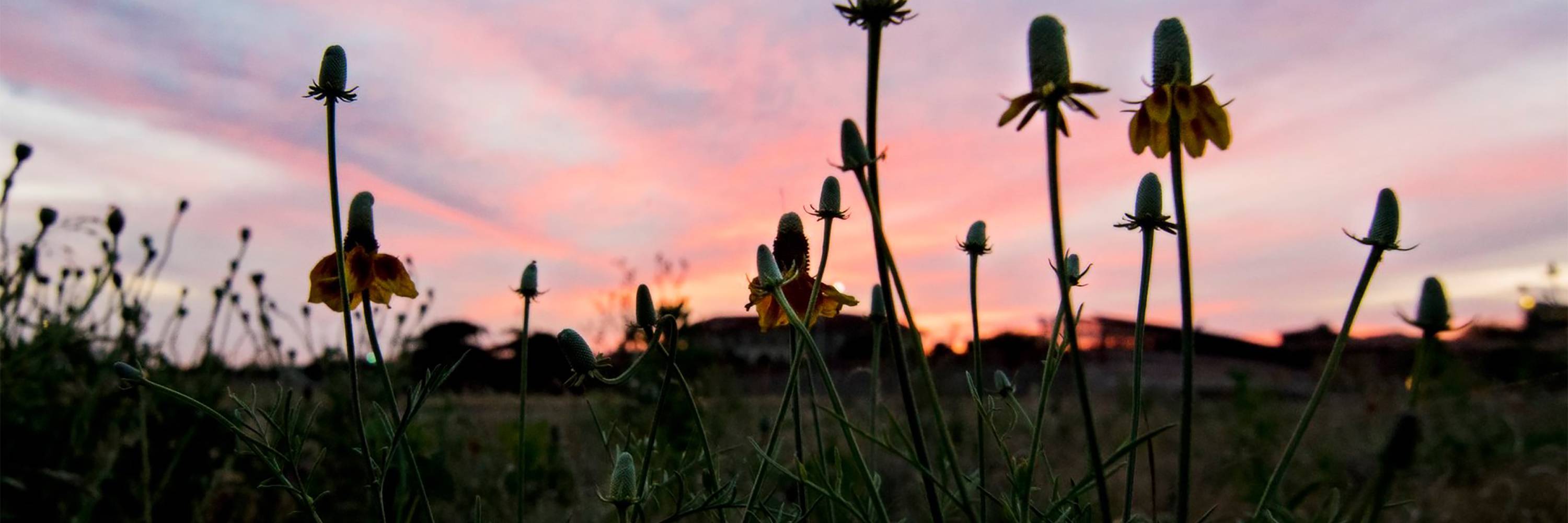 TTU Horticulture Gardens