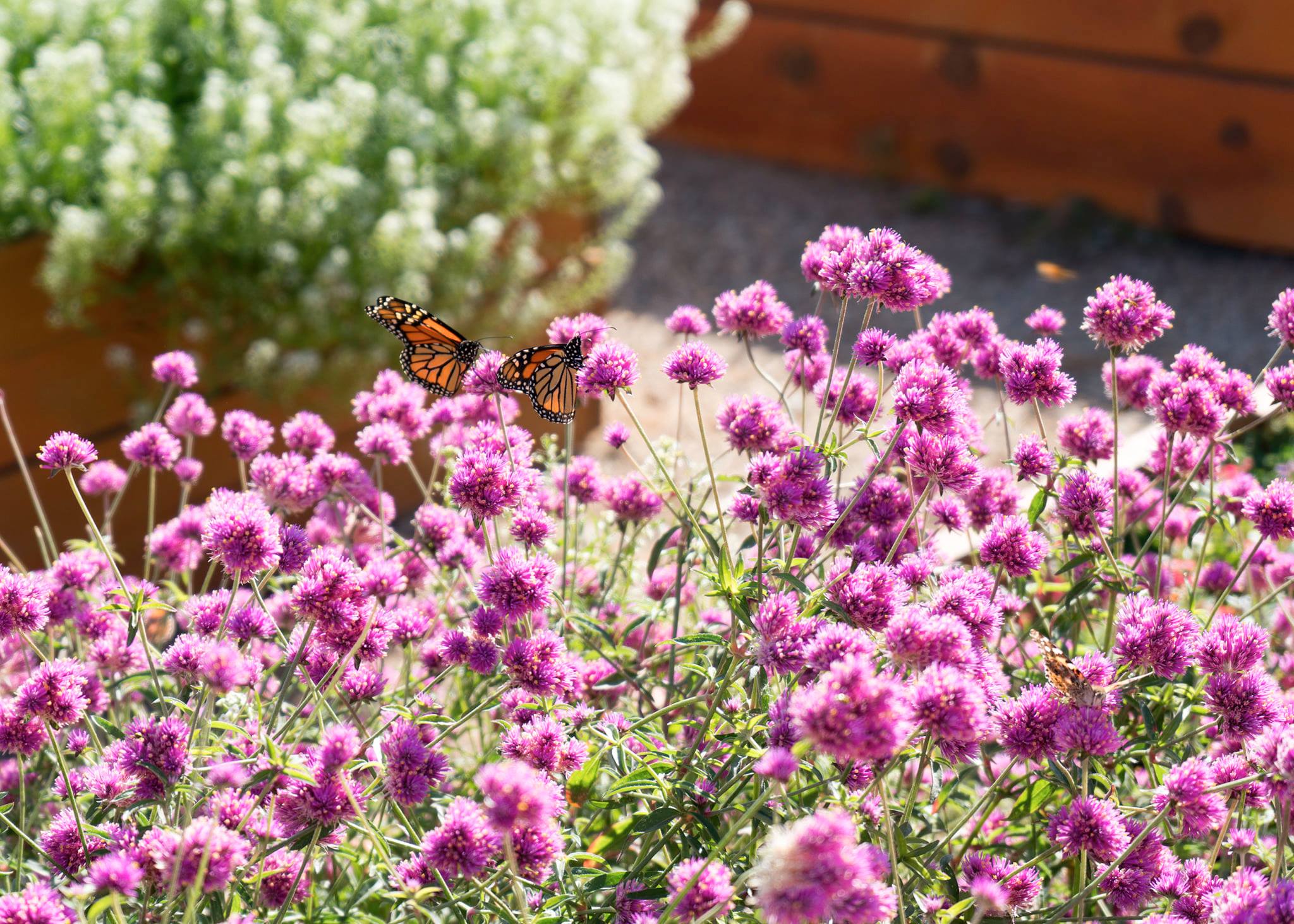 Native Pollinator Garden