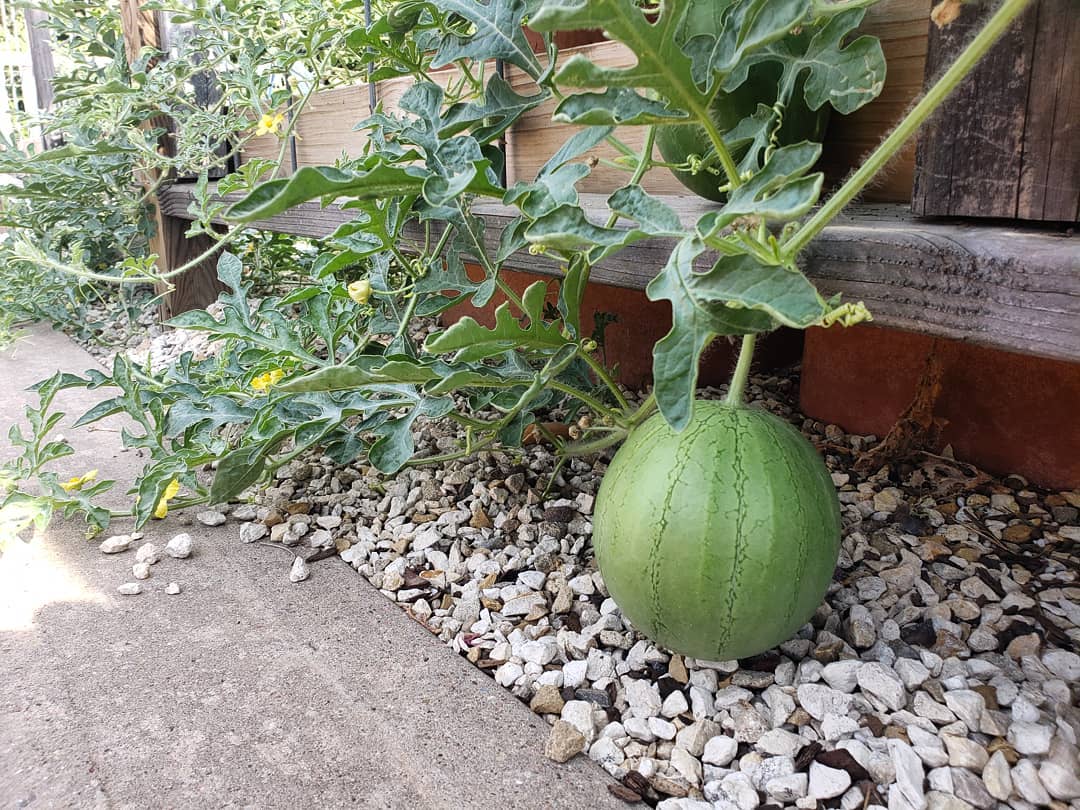 Vegetable Patch